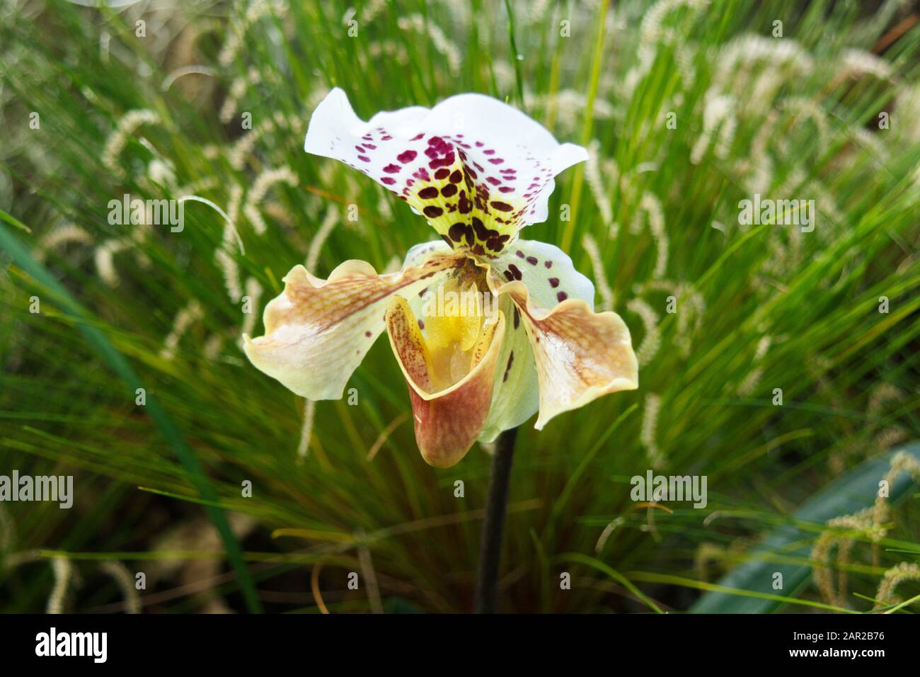 Lady Slipper Orchid (Paphiopedilum Ishtar), Close Up of Flower, Green Tall Grass in Background. Look From Top Showing Pouch Ready to Trap Insect Stock Photo
