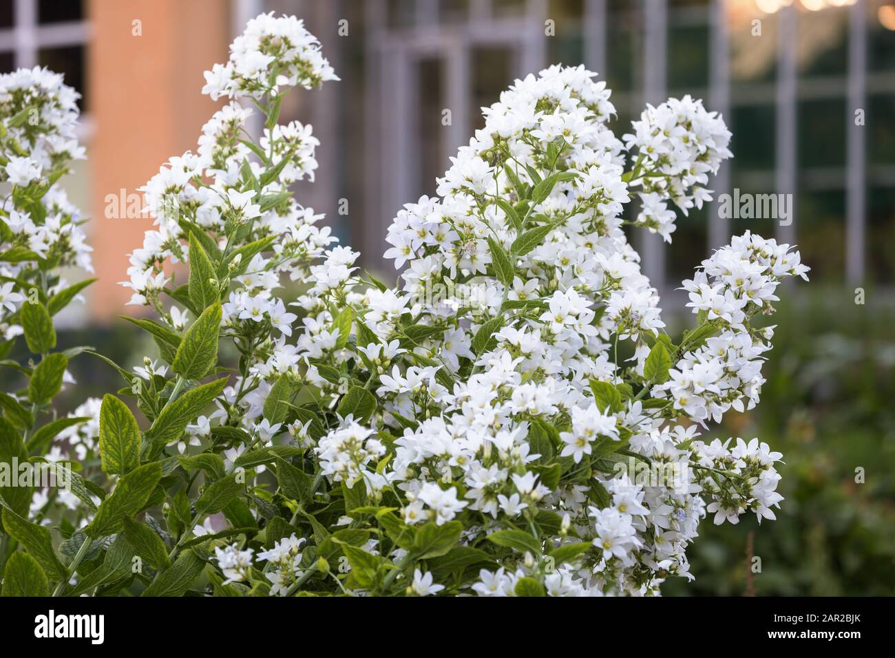 Huge inflorescences of white flowers milky bellflower (Campanula lactiflora or Gadellia lactiflora) Stock Photo