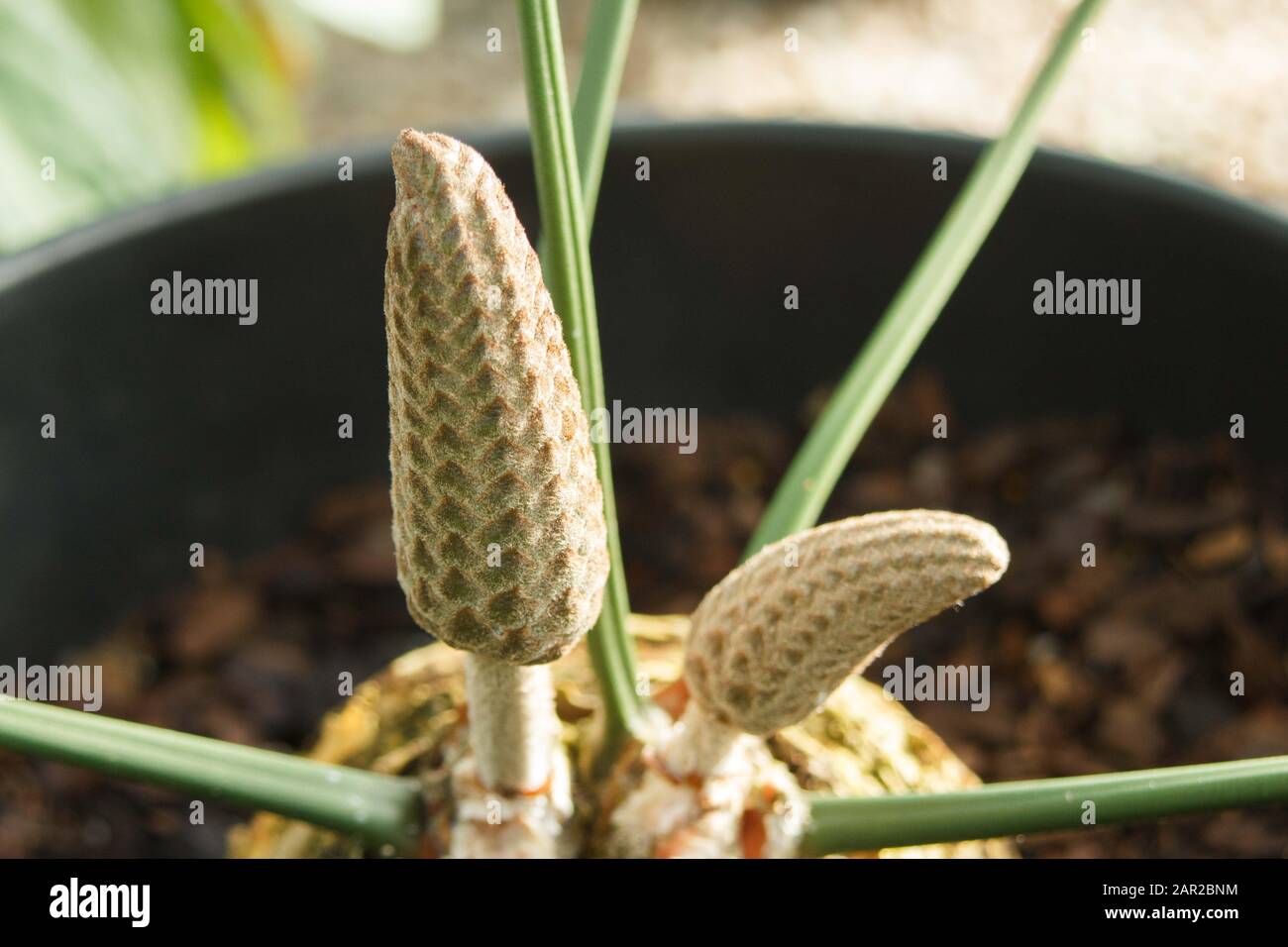 Natal Grass Cycad (Stangeria Eriopus) Immature Male Cones in Pot Stock Photo