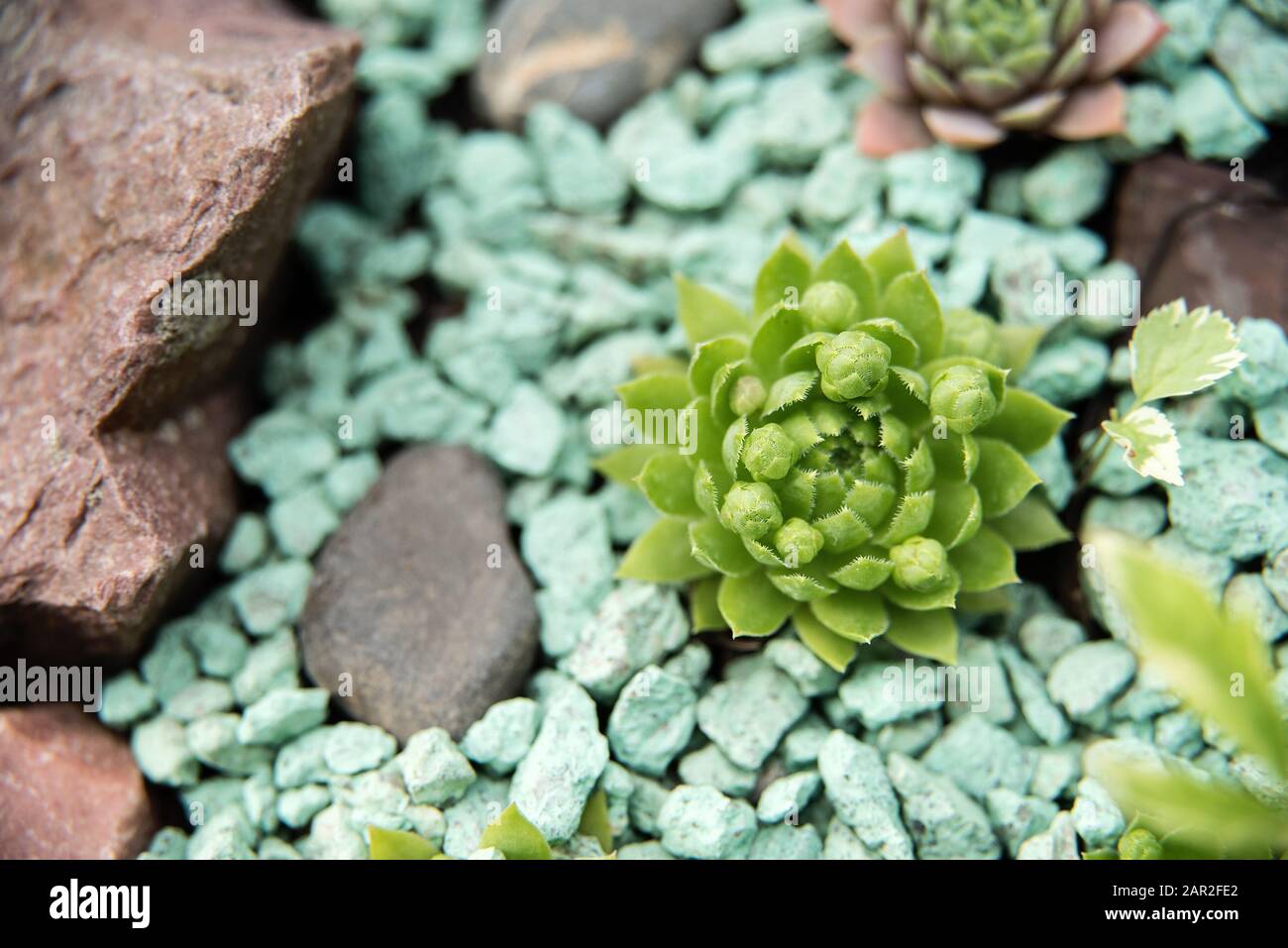 background nature. Natural background Cactus succulent plant ...