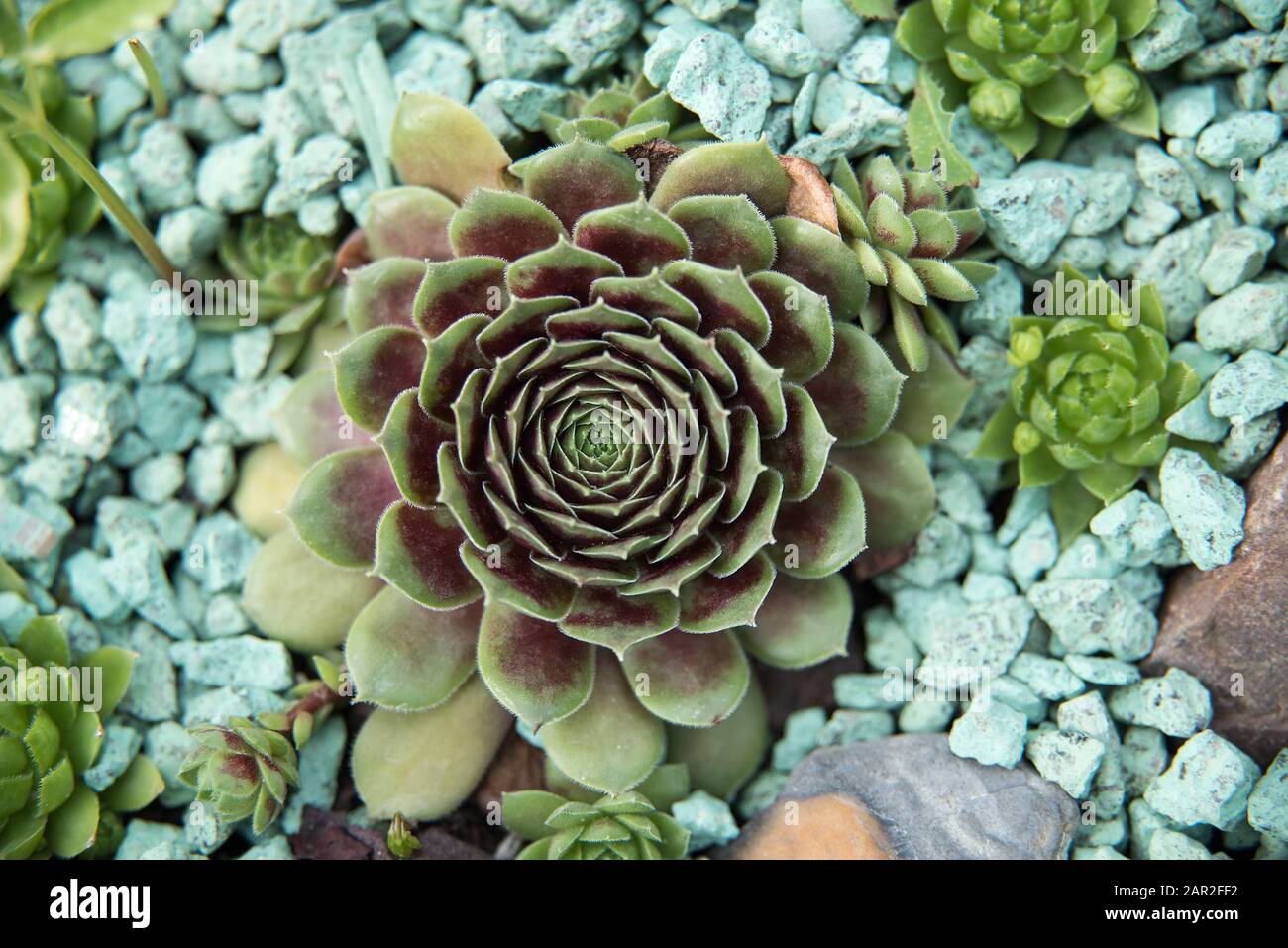 background nature. Natural background Cactus succulent plant ...