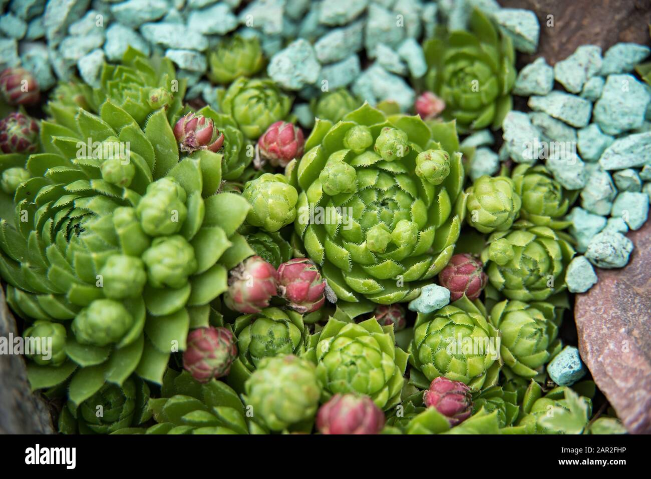 background nature. Natural background Cactus succulent plant ...