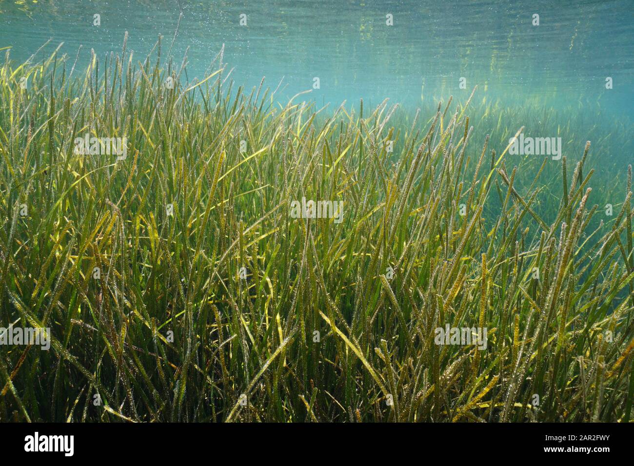 Seagrass underwater, little neptune grass, Cymodocea nodosa, Mediterranean sea, Spain, Costa Brava, Cap de Creus Stock Photo