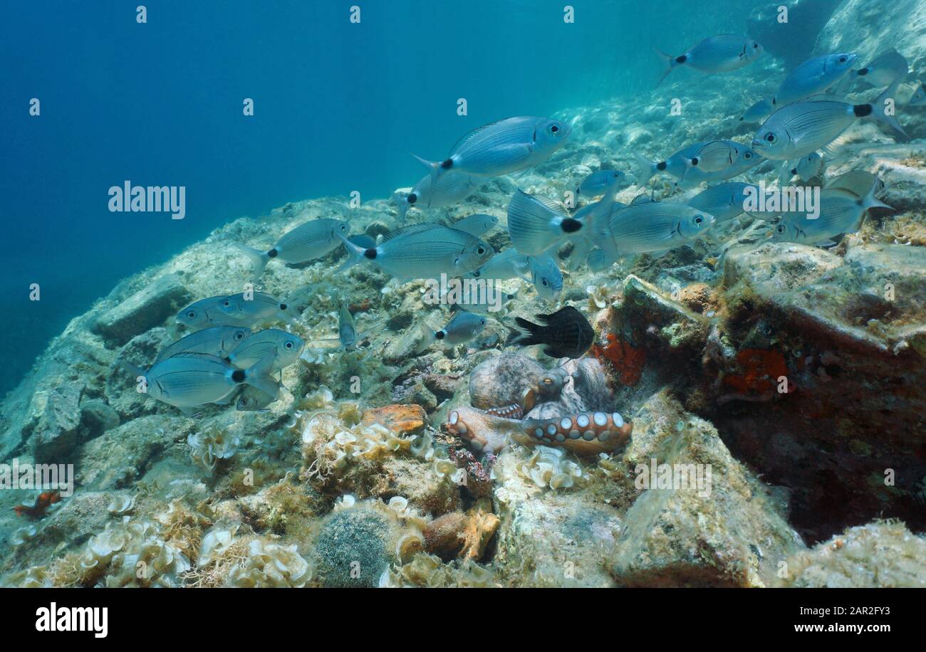 Underwater a shoal of fish (saddled seabream) with an octopus on a rocky bottom, Mediterranean sea, Spain, Costa Brava, Palamos, Catalonia Stock Photo