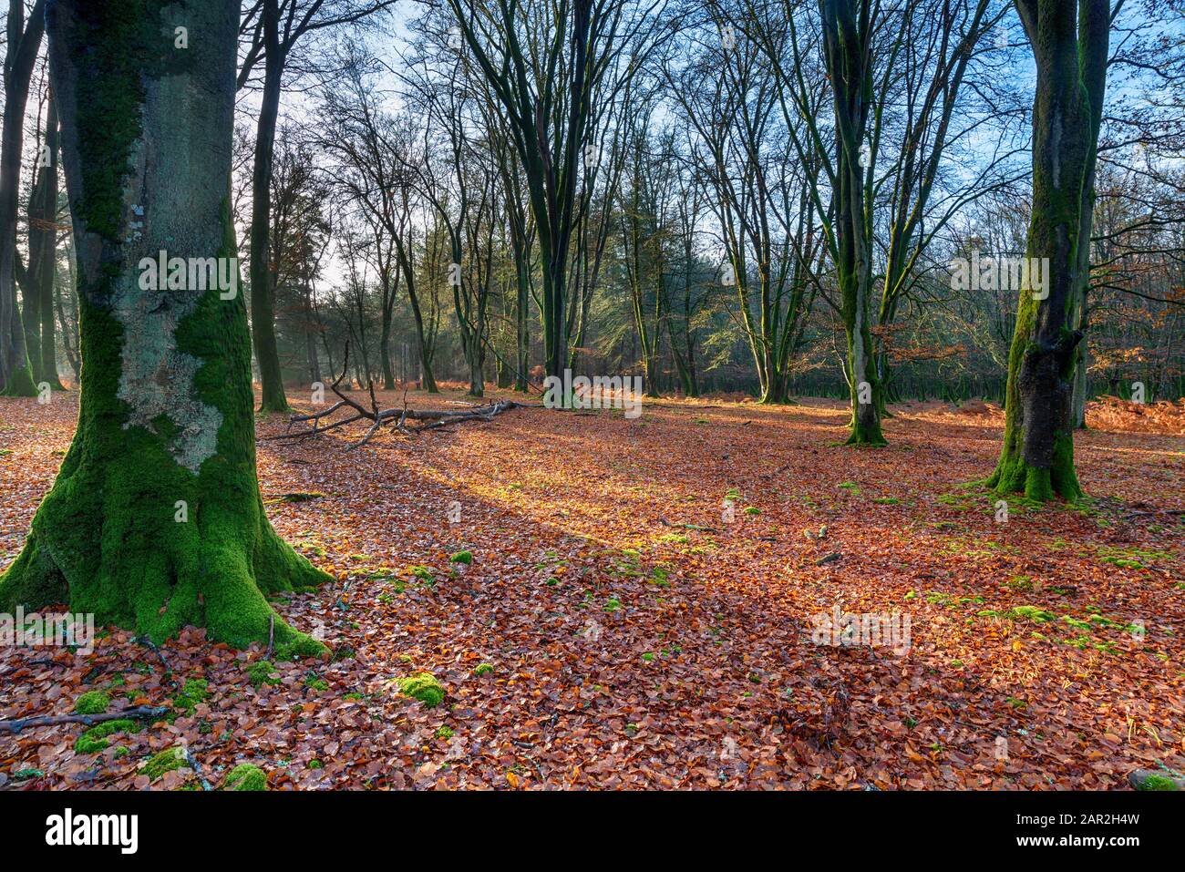 Winter at Bolderwood near Lyndhurst in the New Forest national park in Hampshire Stock Photo