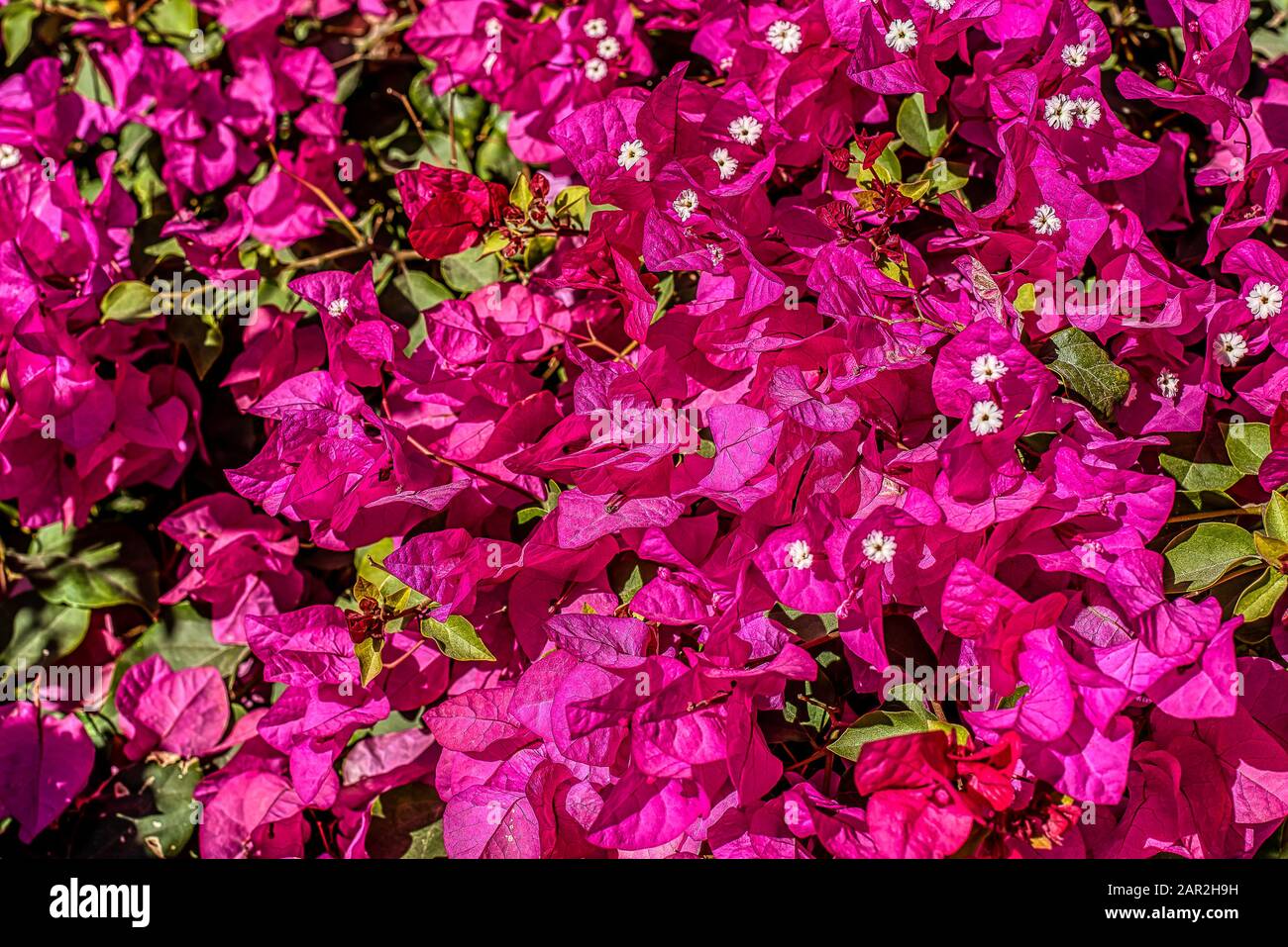 pink azaleas blooming in a clourful background texture, Egypt, January 12, 2020 Stock Photo