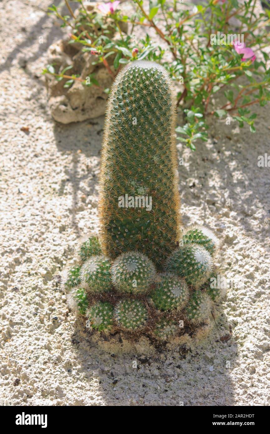 Dark green stately phallic looking cactus in beautiful white sand at Valombreuse botanical gardens in Guadeloupe Stock Photo