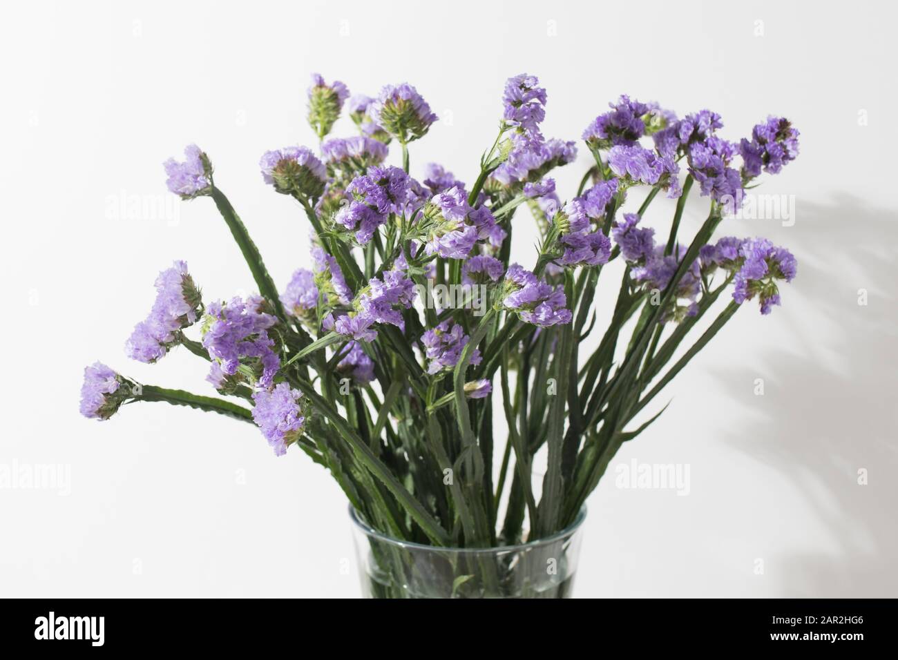 Limonium sinuatum Crystal Dark Blue. beautiful colorful fresh statice flower bouquet Stock Photo