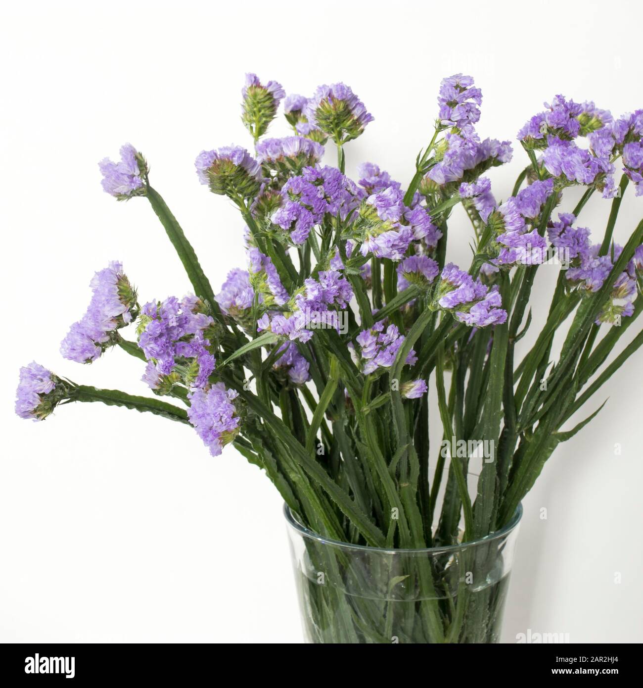 Limonium sinuatum Crystal Dark Blue. beautiful colorful fresh statice flower bouquet Stock Photo