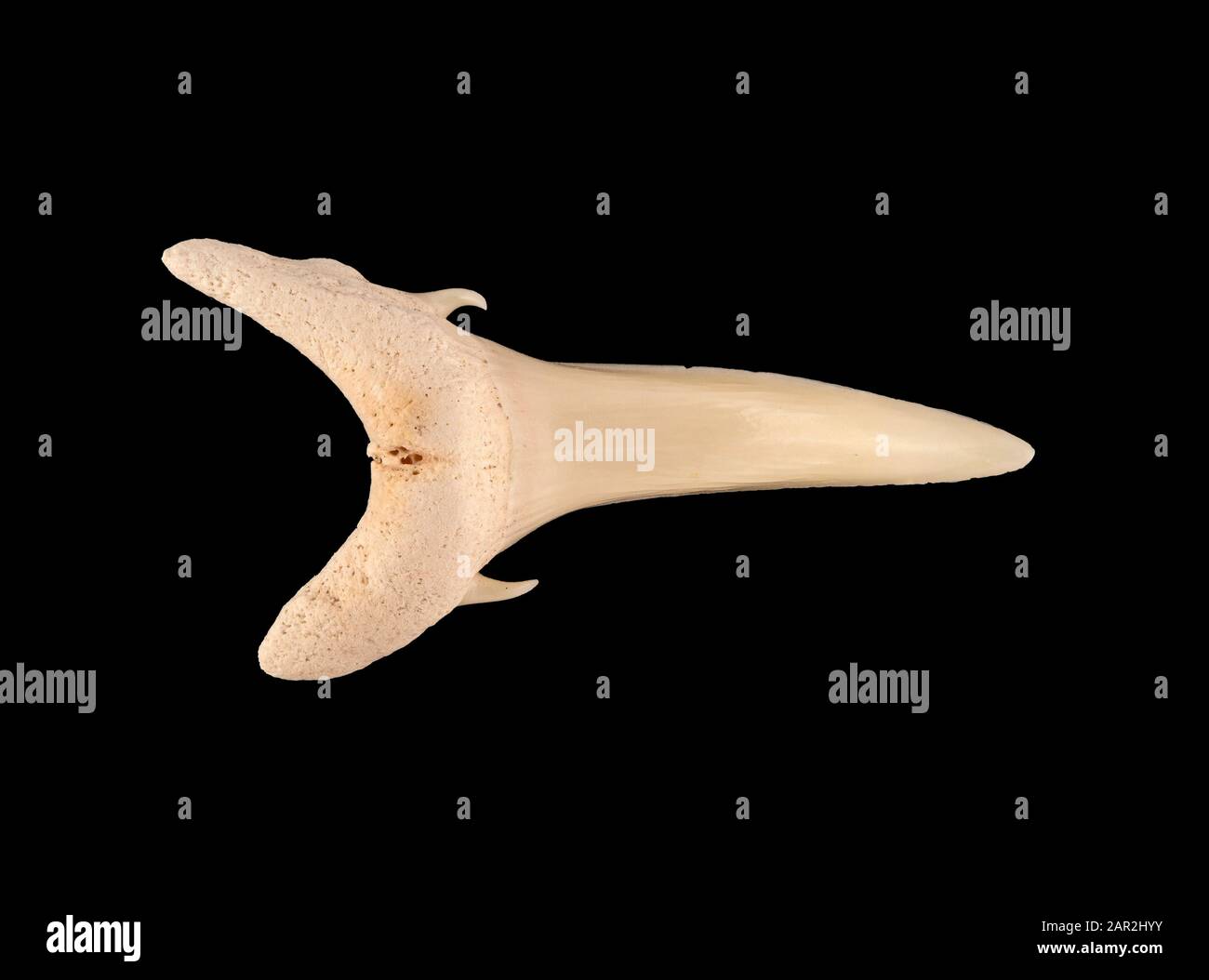 Tooth from the upper jaw of a sand tiger shark, Carcharias taurus. Sand tiger sharks range through subtropical and temperate waters worldwide Stock Photo