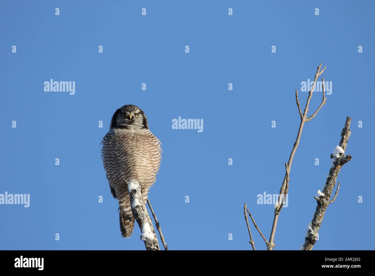 Northern Hawk Owl Stock Photo - Alamy