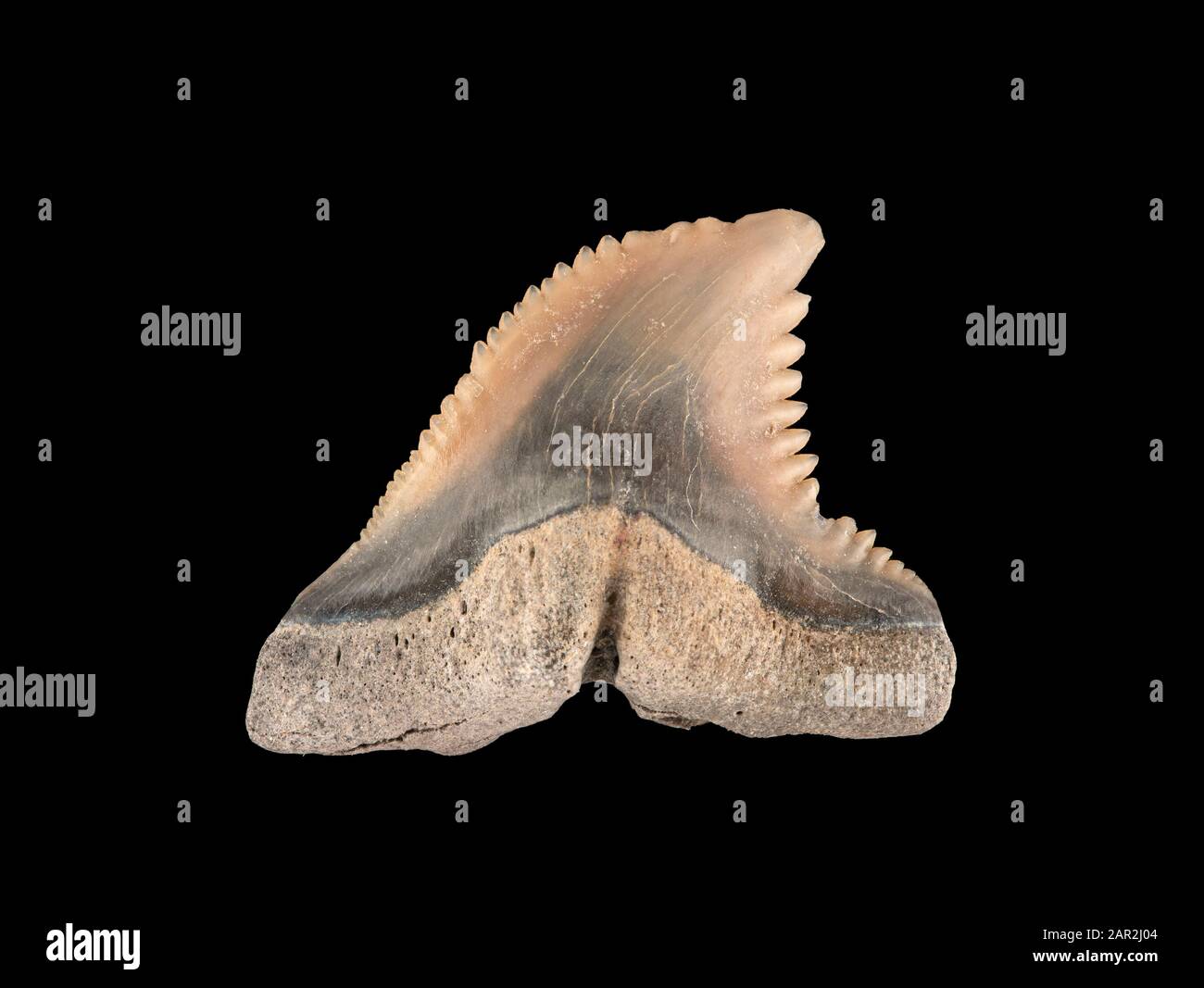 Fossil tooth from the upper jaw of a snaggletooth shark tooth