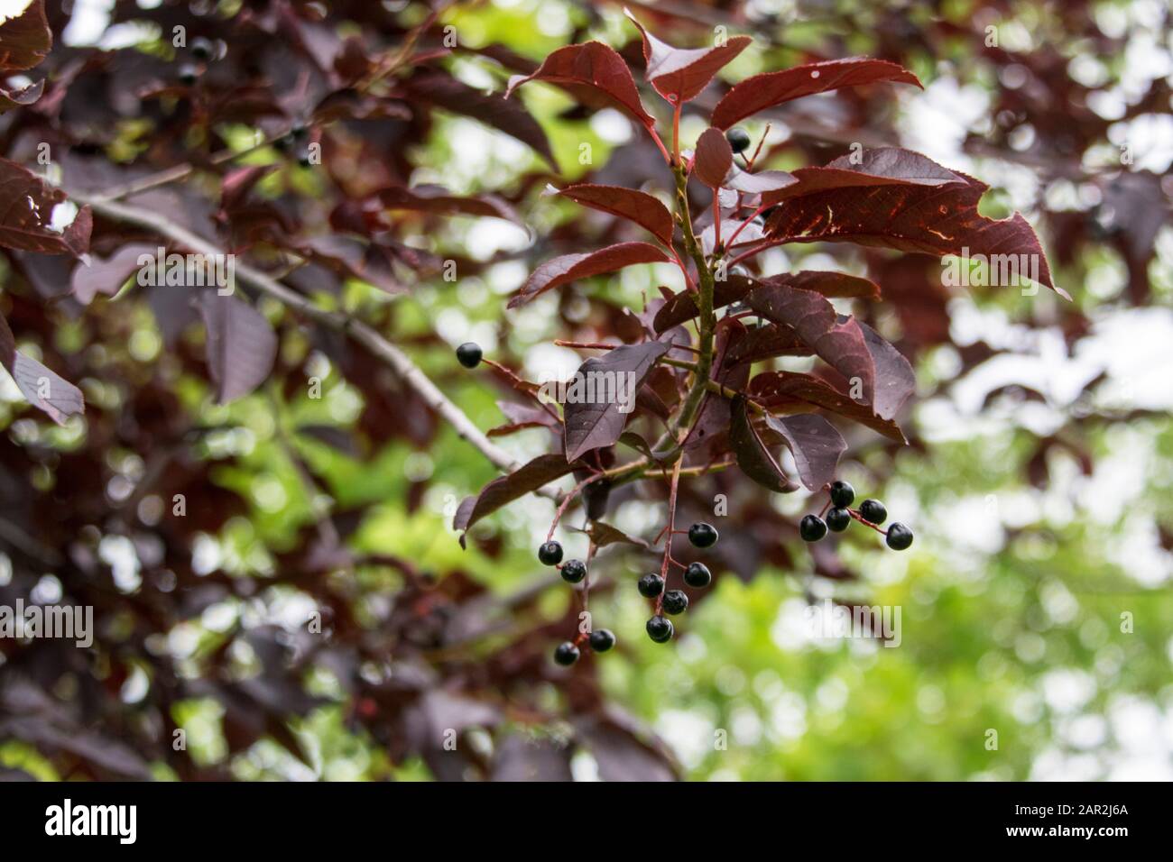 Chokecherry leaf hires stock photography and images Alamy