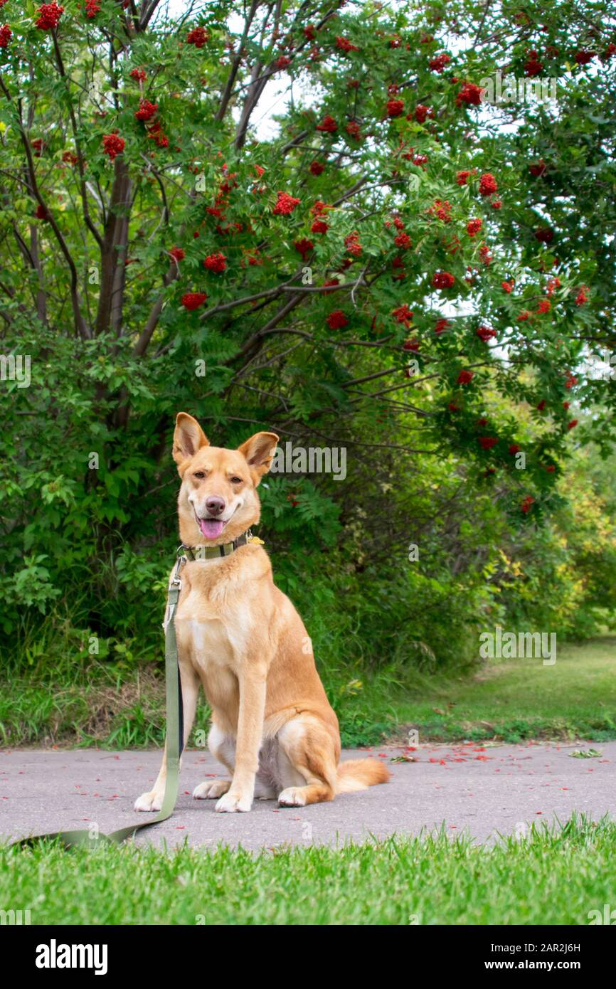 A brown dog sitting in front of tree at the park Stock Photo - Alamy