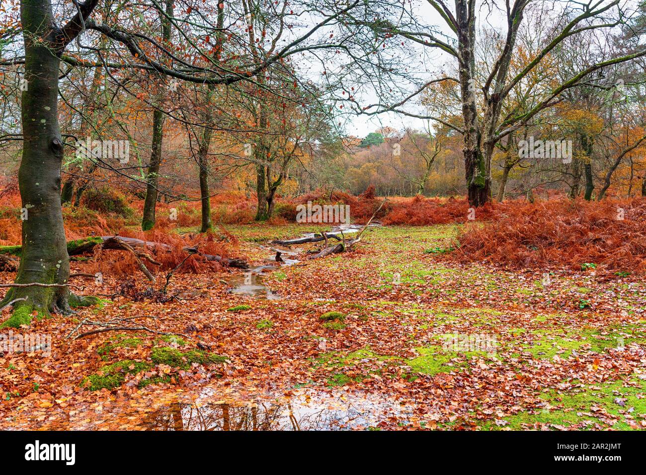 A dull day in woodland at Bolderwood near Lyndhurst in the New Forest