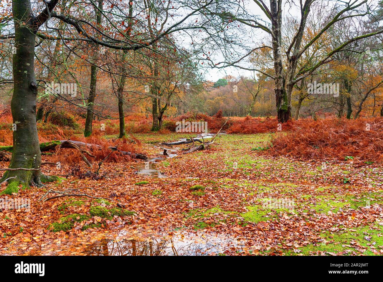 A dull day in woodland at Bolderwood near Lyndhurst in the New Forest national park in Hampshire Stock Photo