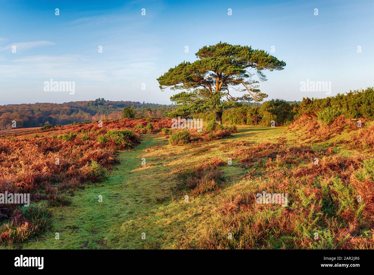 Bratley View in the New Forest Stock Photo