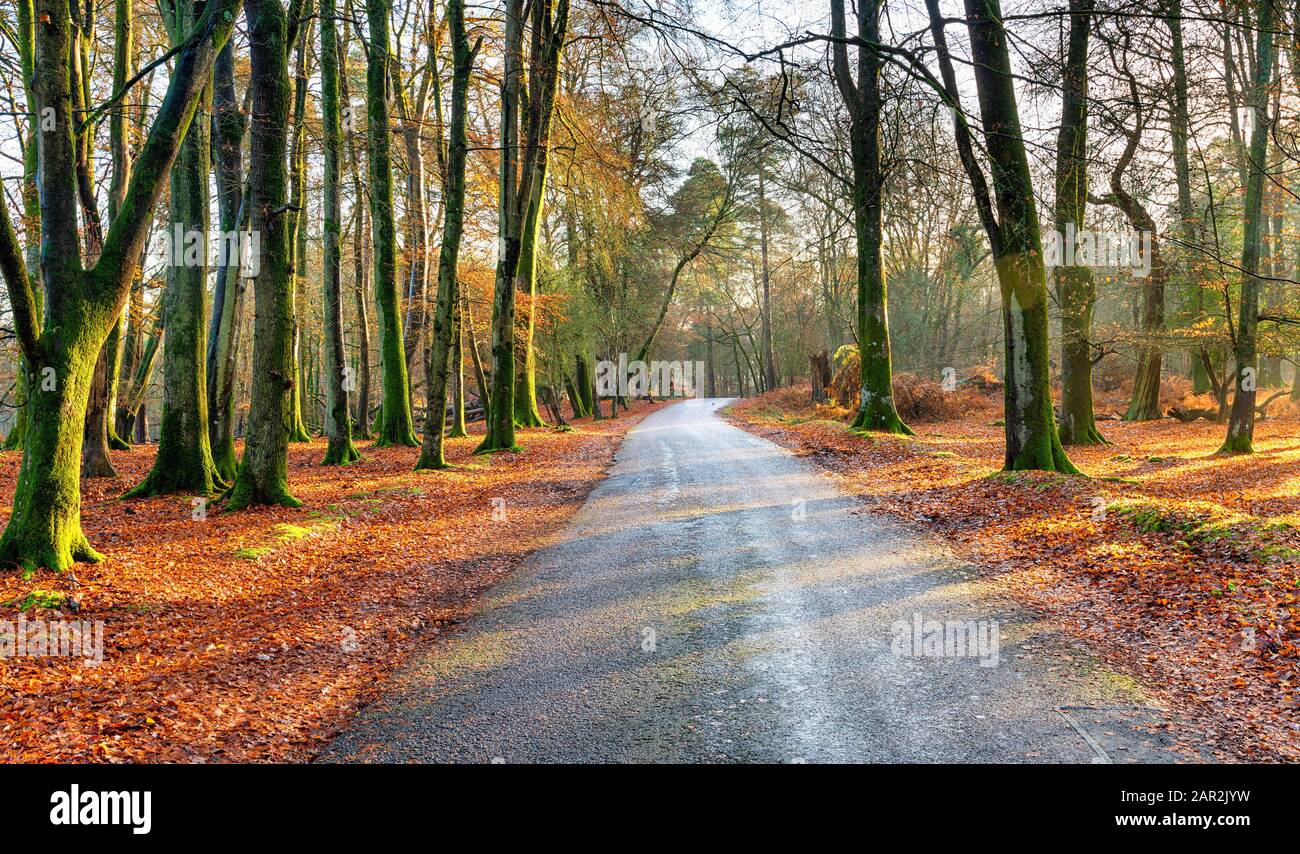 A country lane near Lyndhurst in the New Forest National Park in Hampshire Stock Photo