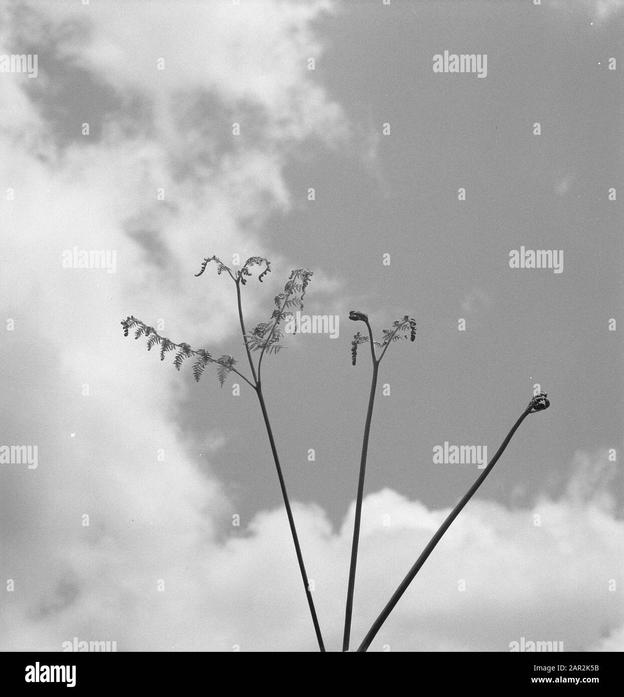 Flowering shrub flowering shrubs Black and White Stock Photos & Images ...