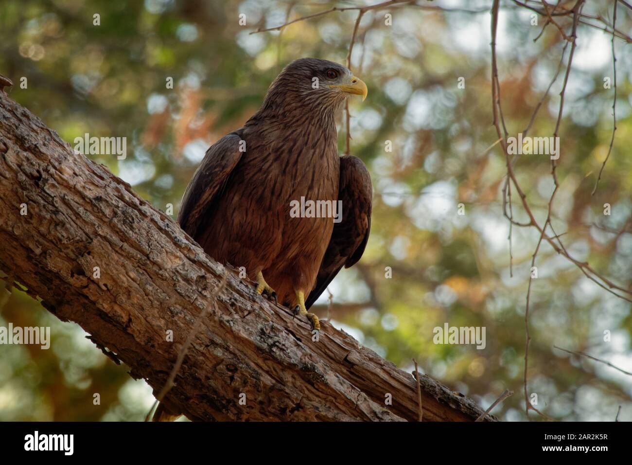 Yellow-billed Kite - Milvus aegyptius is the Afrotropic counterpart of the black kite (Milvus migrans), of which it is most often considered a subspec Stock Photo