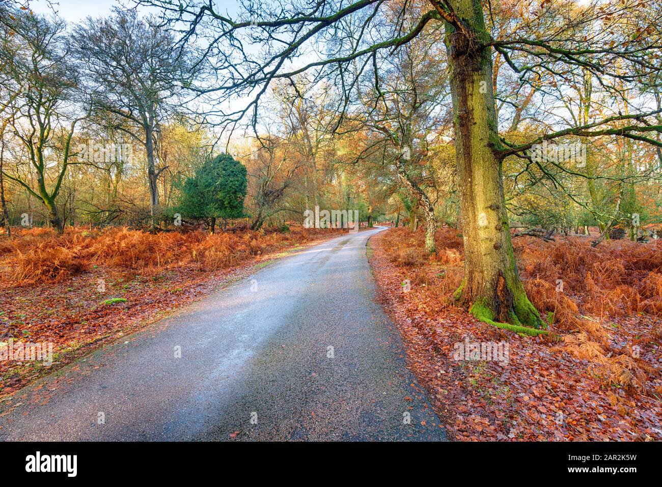 Autumn at the Bolderwood Arboretum Ornamental Drive near Lyndhurst in the New Forest national park in Hampshire Stock Photo