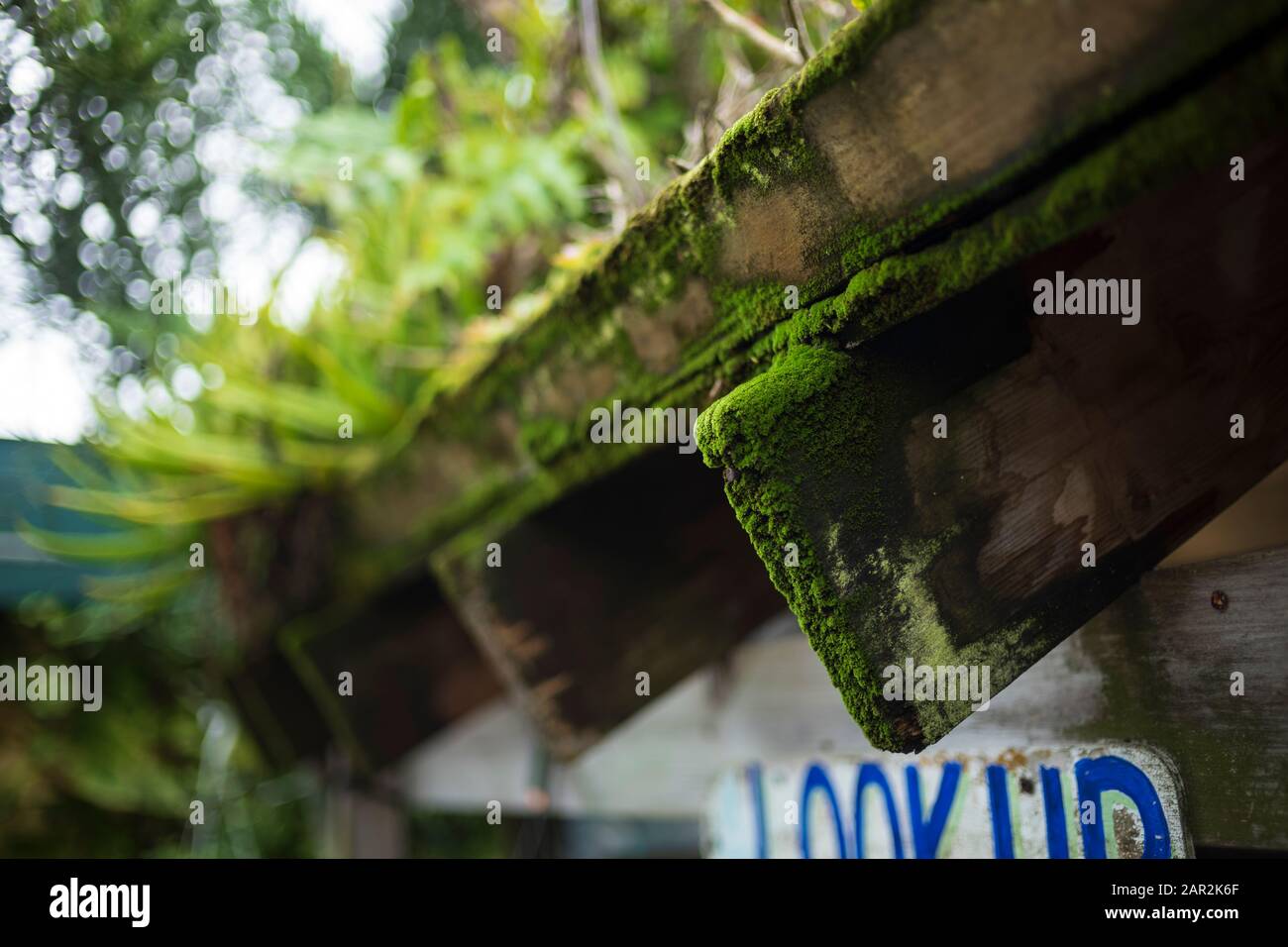 Green moss grows on the edge of a rafter that is holding up a living roof. Stock Photo
