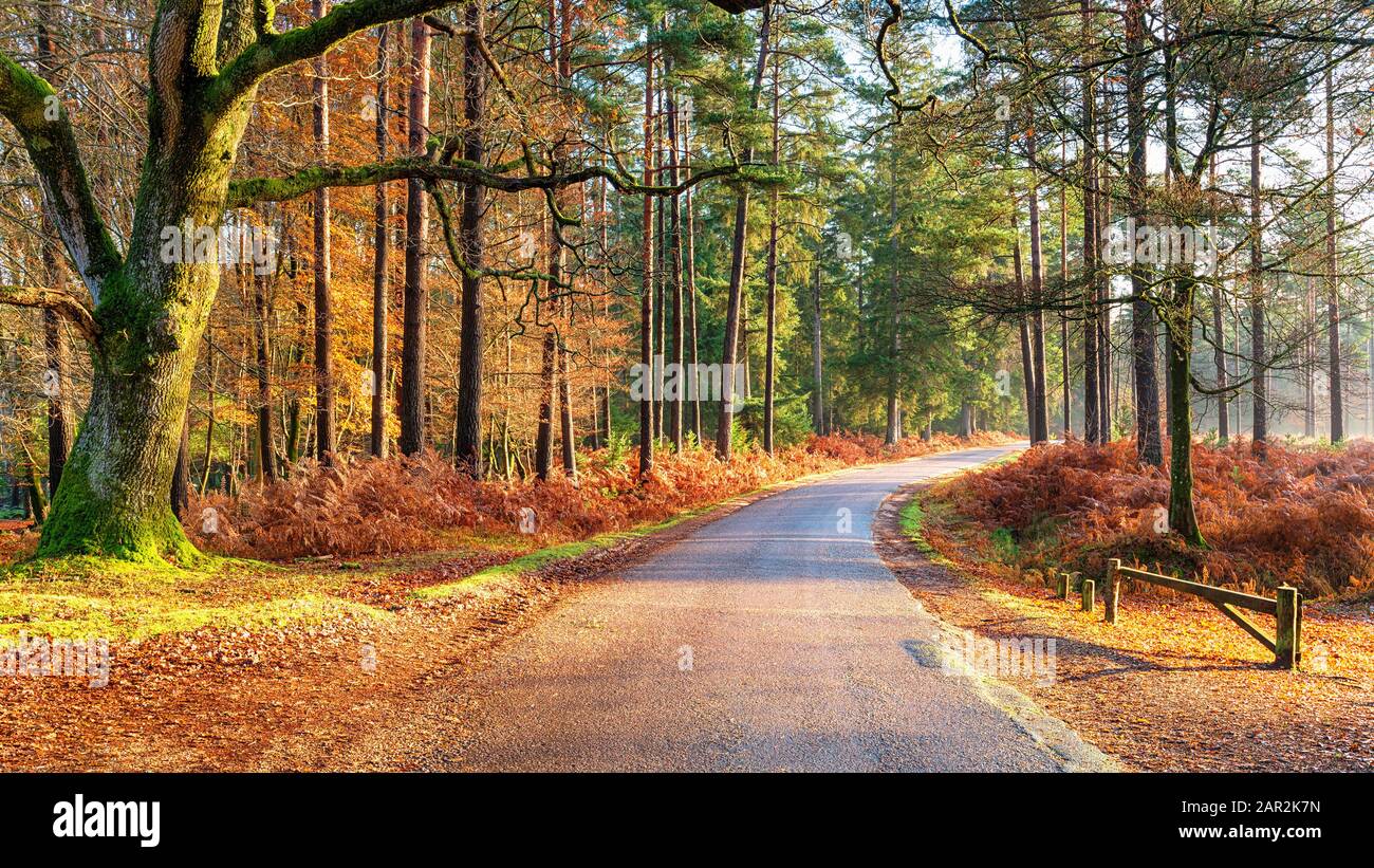 A late Autumn morning at the Bolderwood Arboretum Ornamental Drive near Lyndhurst in the New Forest National Park in Hampshire Stock Photo