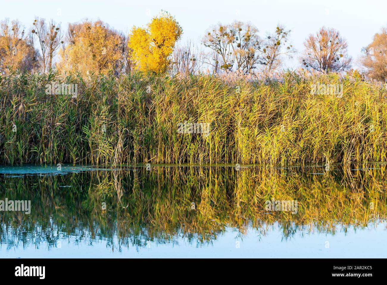 Landscape with river plants and water reflection Stock Photo