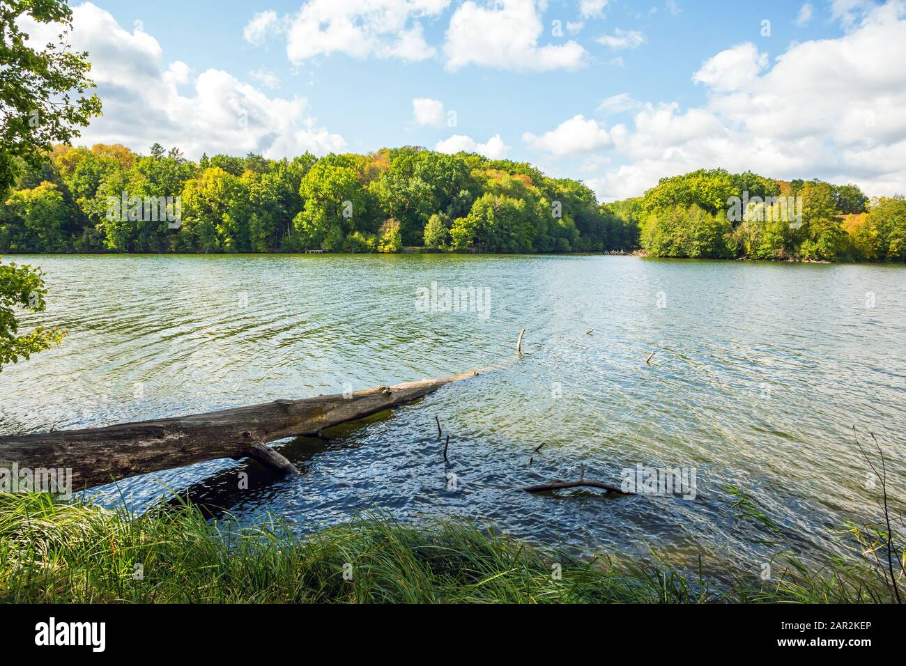 Fallen tree in the water hi-res stock photography and images - Alamy