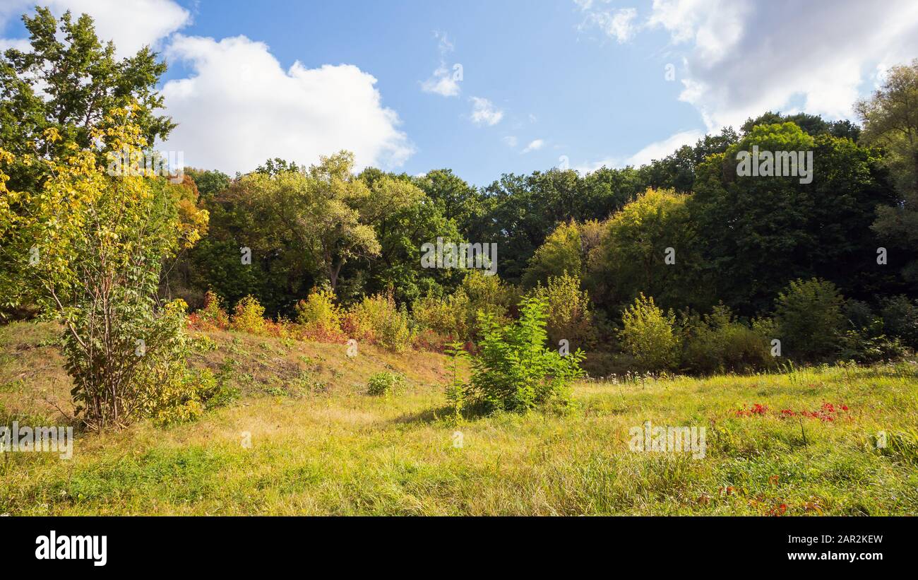 Summer landscape with glade and trees Stock Photo Alamy