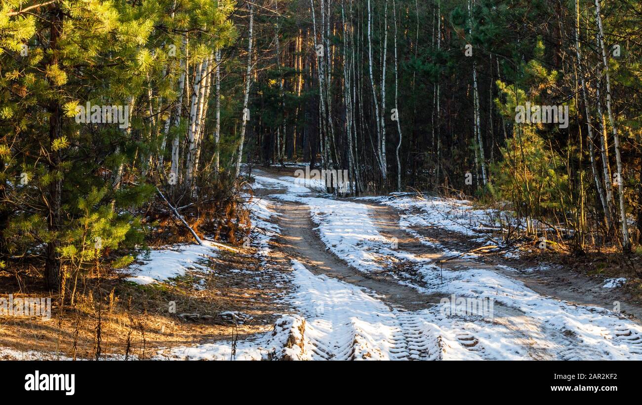 Winter forest landscape with trees and road Stock Photo - Alamy