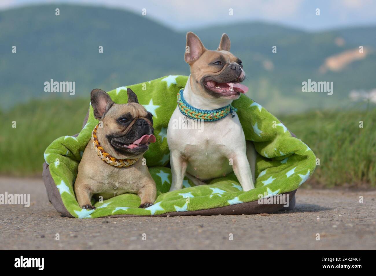 Pair of fawn and red pied French Bulldog dogs wearing selfmade paracord