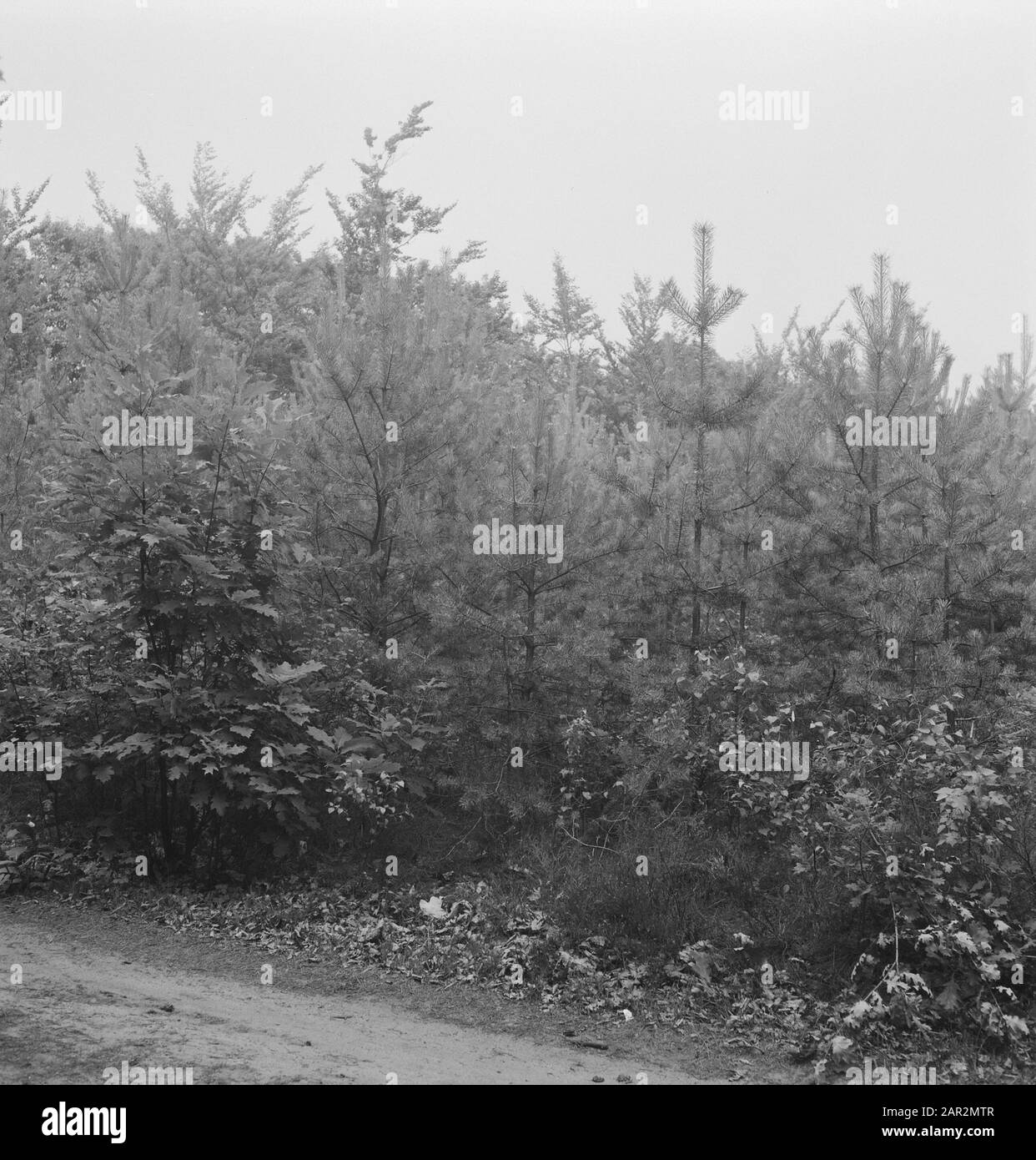 Coniferous forest animals