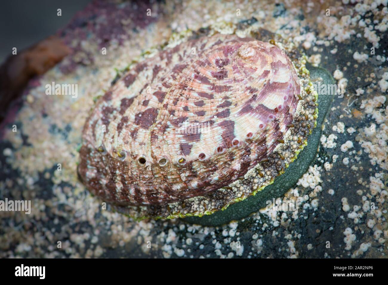 A green ormer (Haliotis tuberculata). A marine gastropod found in the NE Atlantic. Guernsey, Channel Islands, NE Atlantic. Stock Photo