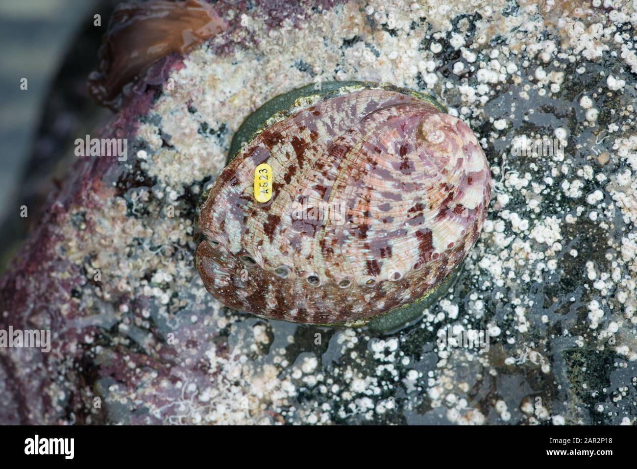 A green ormer (Haliotis tuberculata) with tag attached as part of stock monitoring research. Guernsey, Channel Islands, NE Atlantic. Stock Photo