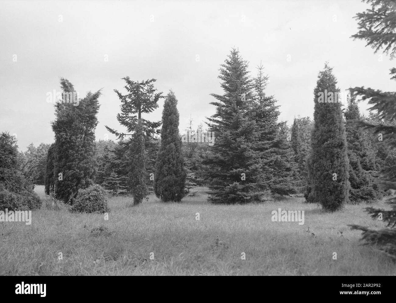 wild lands, natural beauty, trees, arboretum gate, humps Date: undated Location: Looser Keywords: trees, natural beauty, wild lands Personal name: arboretum port, bulten Stock Photo