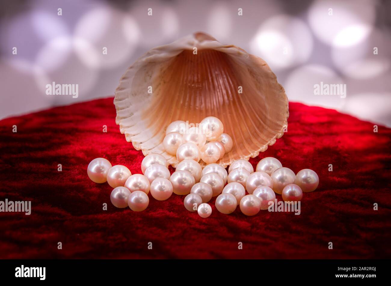 Akoya Pearls and a shell on fire red velvet Stock Photo