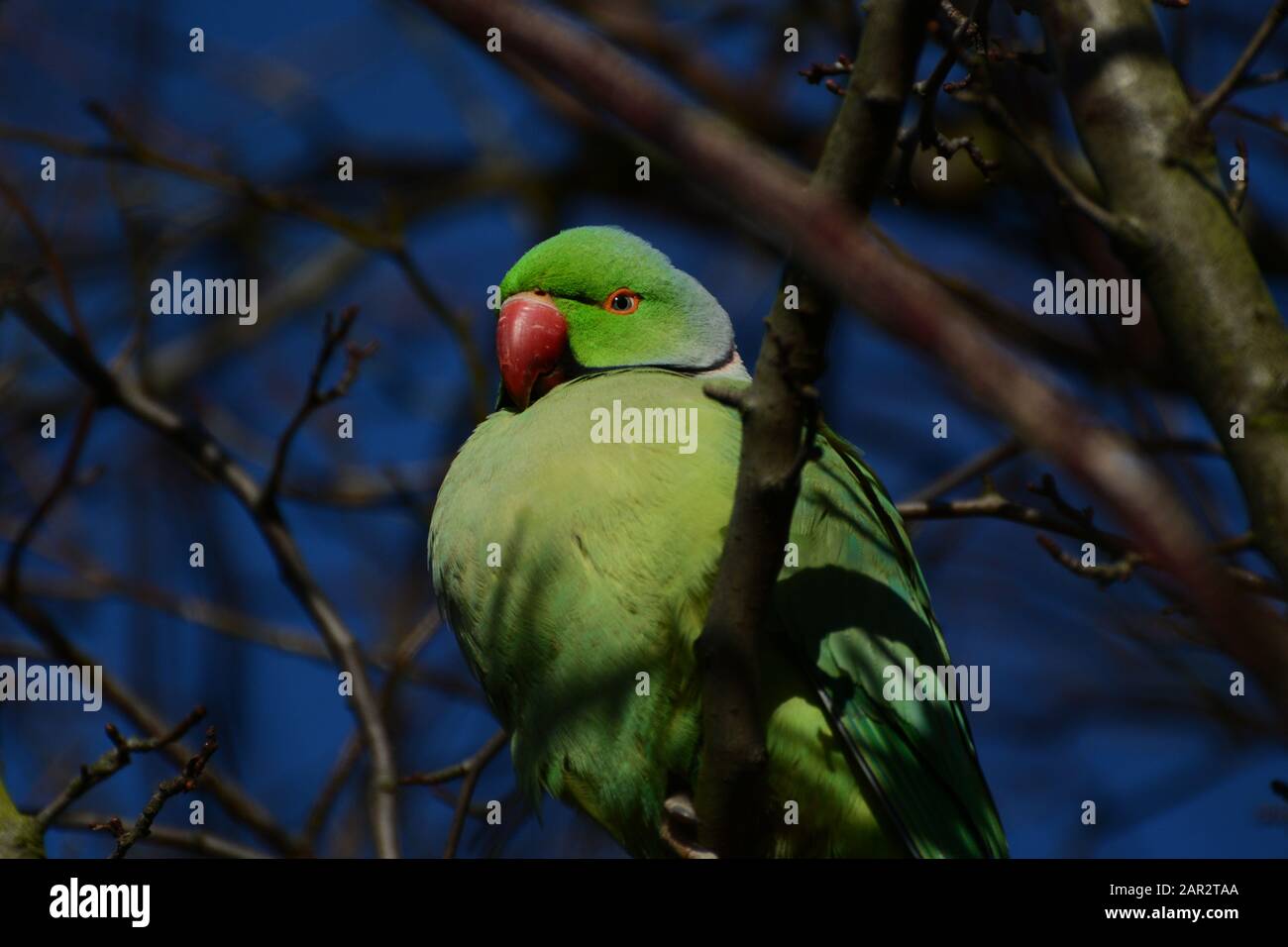 Green parakeet hi-res stock photography and images - Alamy