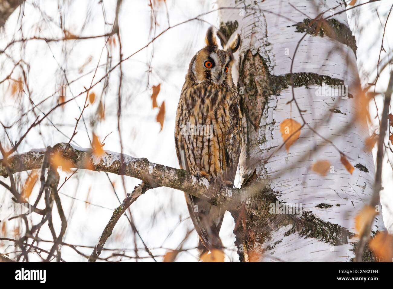 beautiful bird of prey sits on a birch branch Stock Photo