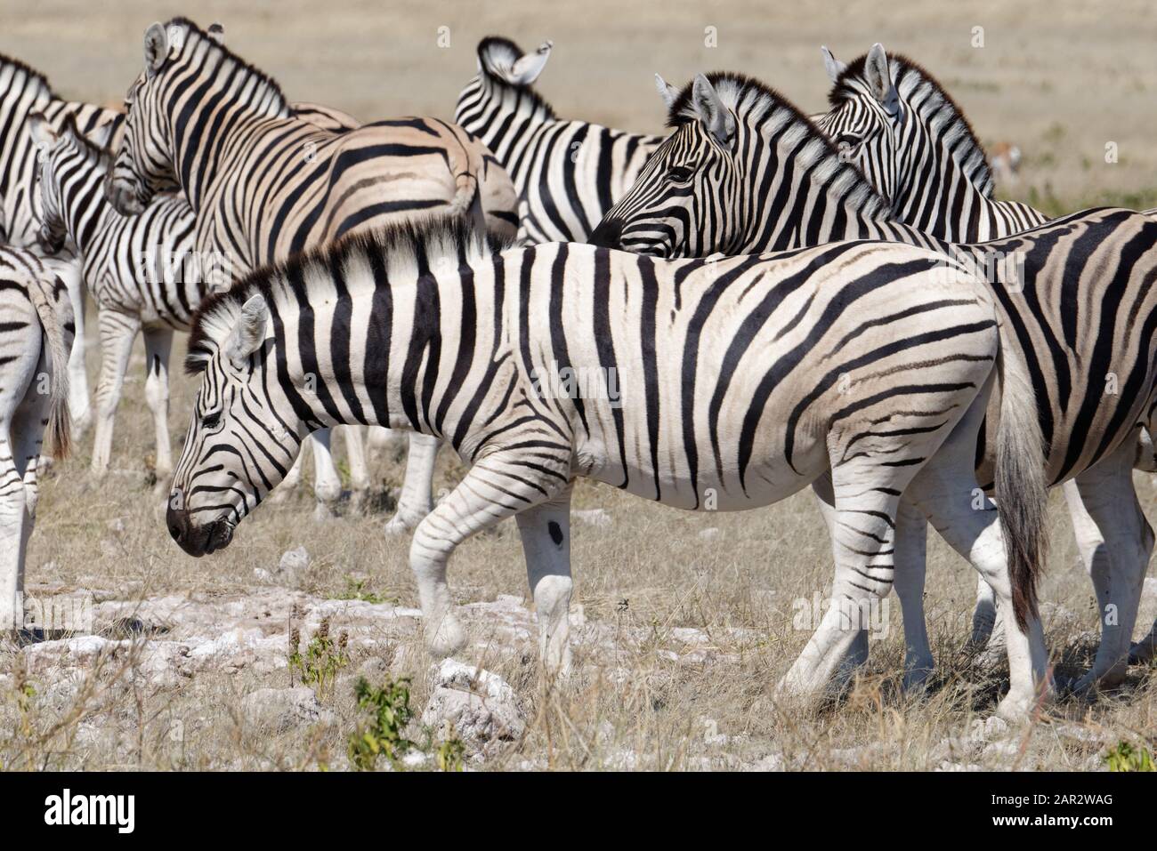 The savanna is home to a herd of zebra Stock Photo