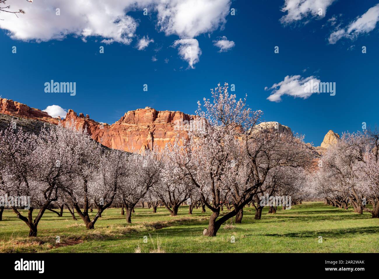 Beautiful orchard hi-res stock photography and images - Alamy