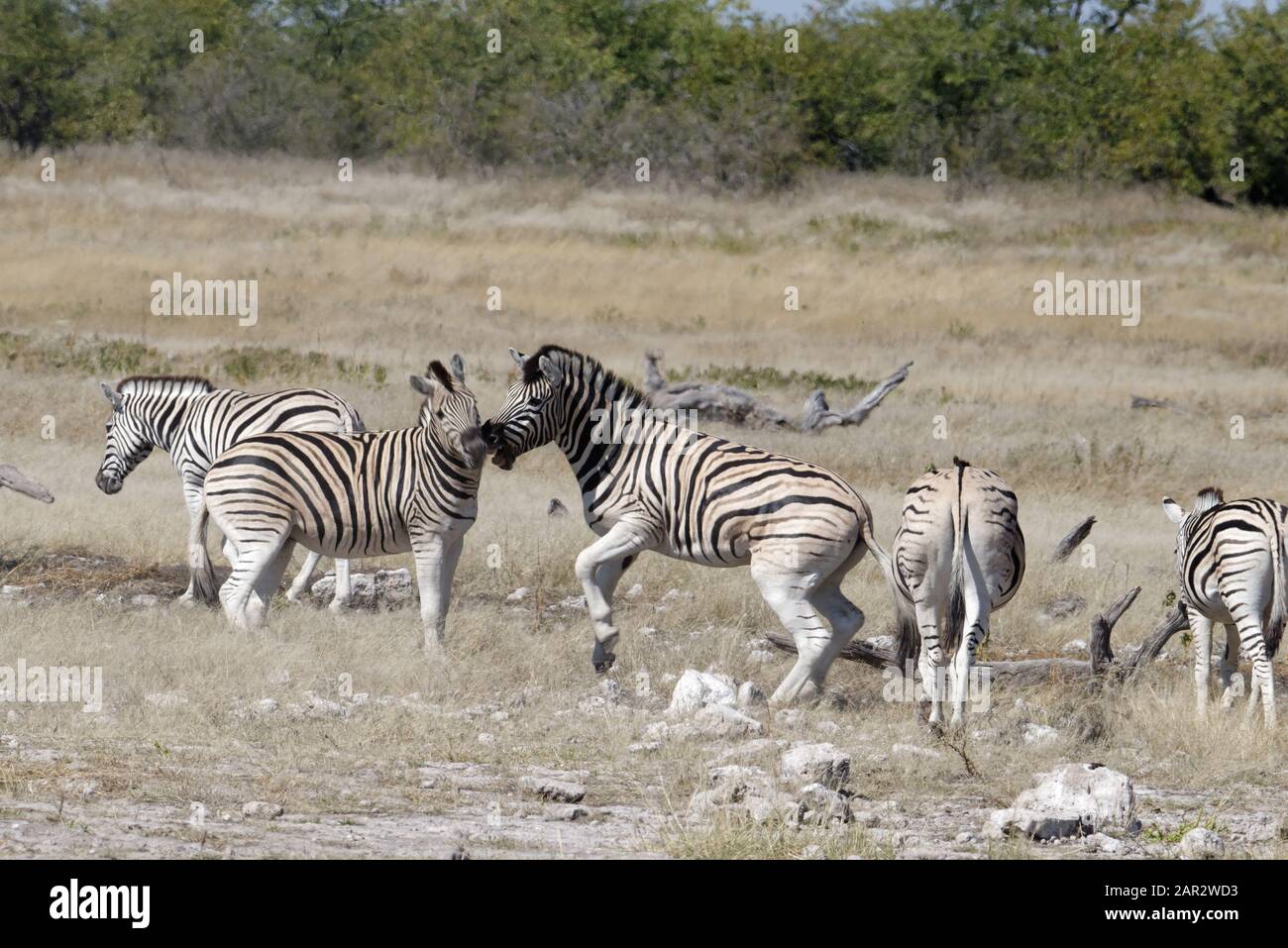 Zebra forelock hi-res stock photography and images - Alamy