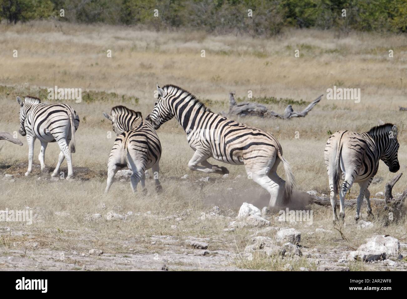 Zebras fighting in amongst the herd Stock Photo Alamy