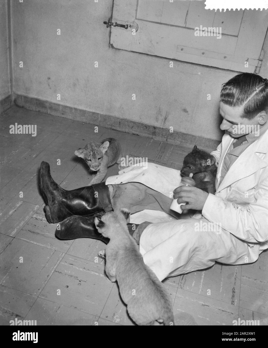 Two hyenas in Artis are fed with bottle Date: 23 December 1960 Keywords