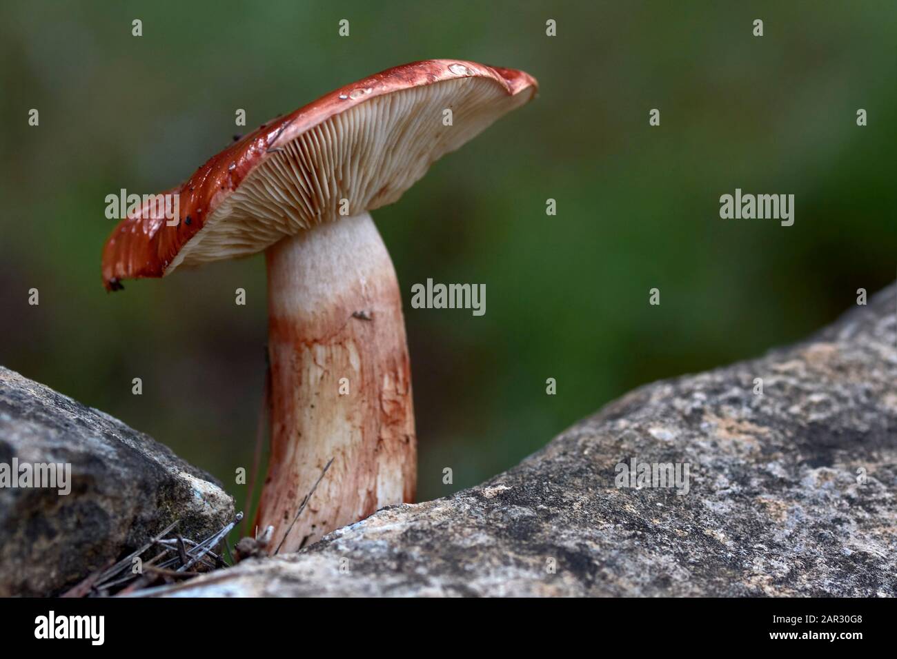 Russula sanguinea mushroom Stock Photo