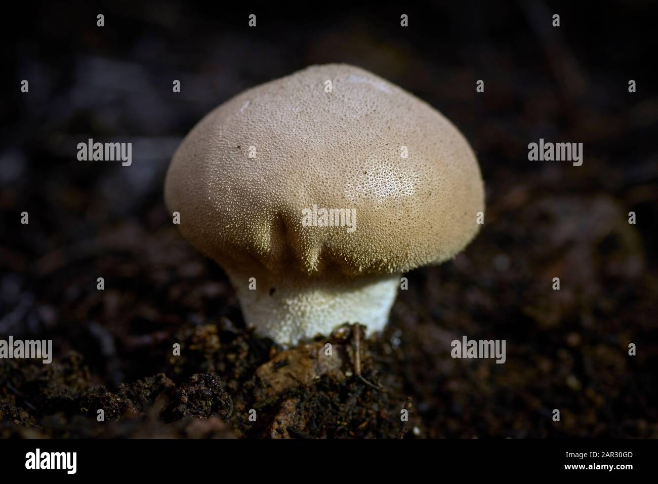 Lycoperdon perlatum mushroom Stock Photo