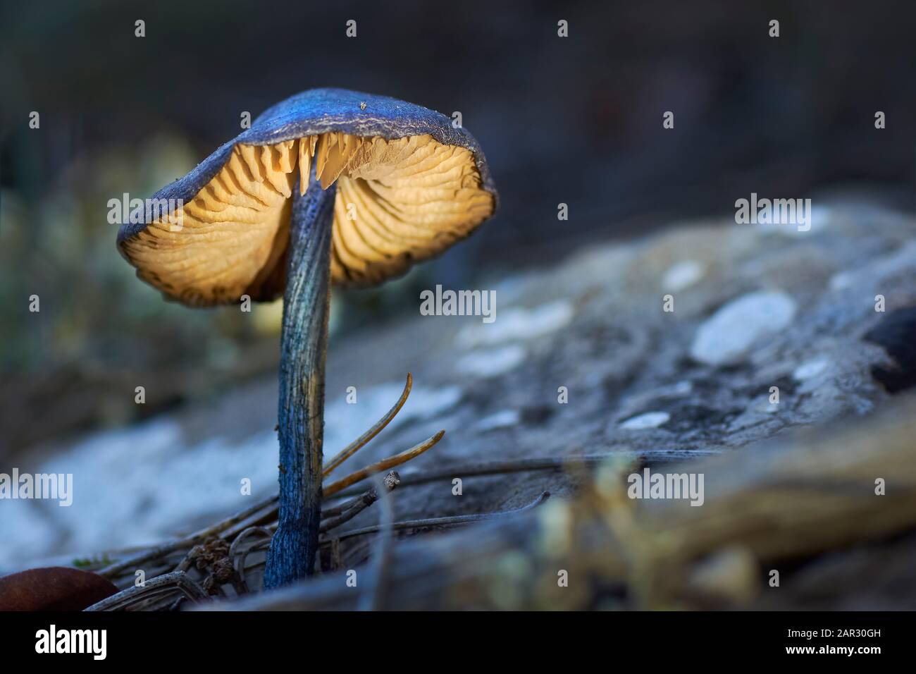 Entoloma nitidum mushroom Stock Photo