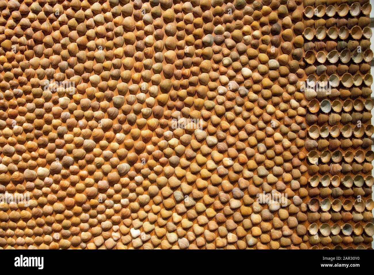 carpet of shells in museum of Middelburg, Holland Stock Photo