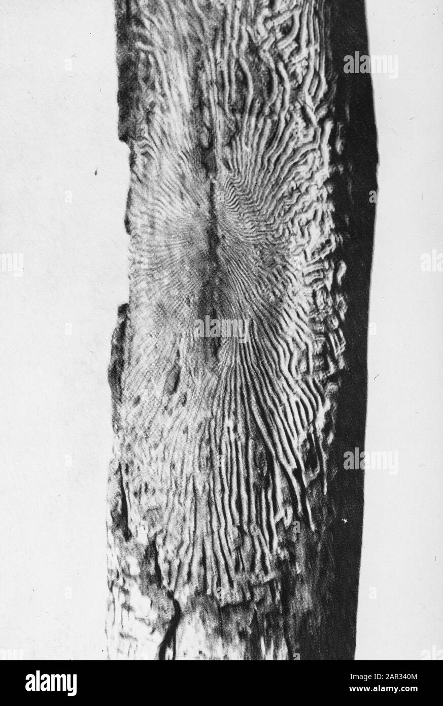 insects, damages, birch spider beetle Date: undated Keywords: damages, insects Personal name: birch spider beetle Stock Photo