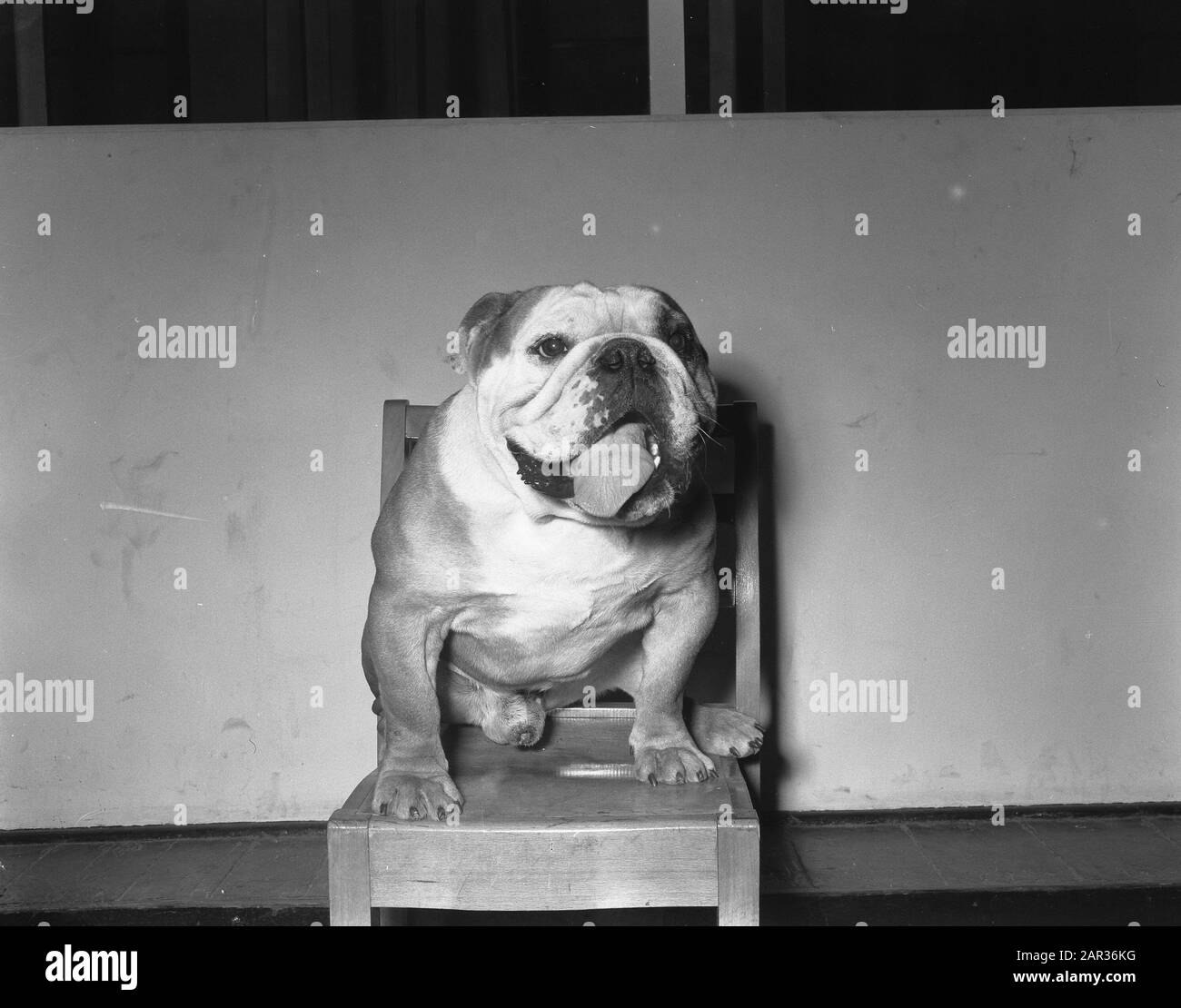 First english best sale bulldog